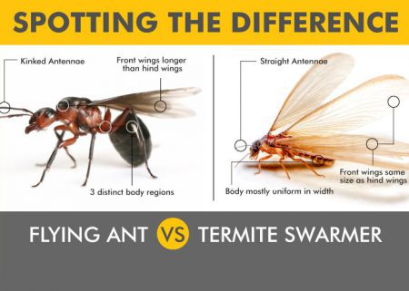 What Do Termites Look Like in Australia? | Termite Sizes