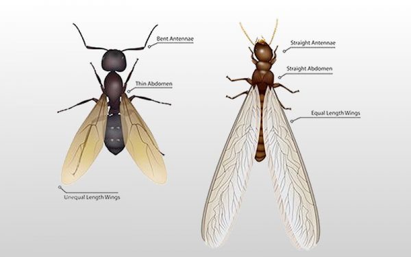 Flying Termites in your Home? Get rid of winged termites now