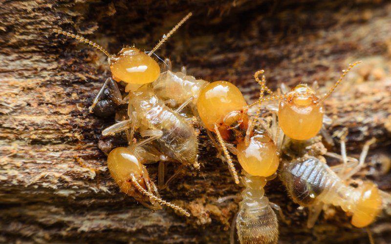 How Often Should I Get A Termite Inspection