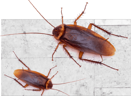 Brisbane Pest Control & Termite Treatment Services | Pest Ex