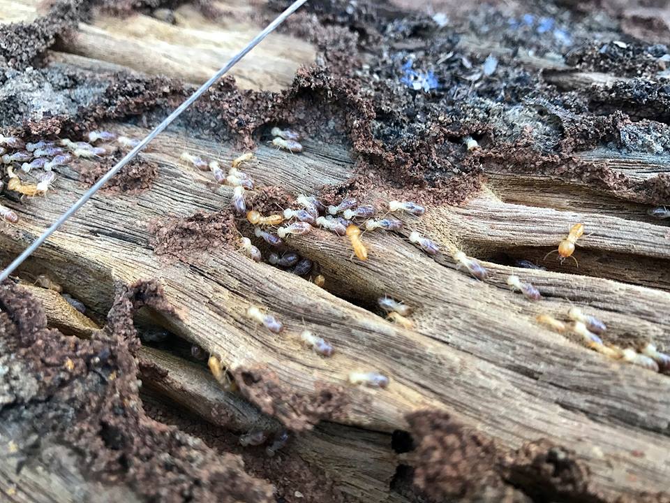 Termites in Brisbane Home Bring Homeowners to Tears | Pest Ex