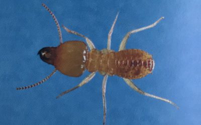 Schedorhinotermes Intermedius Termite Species | Book Inspection