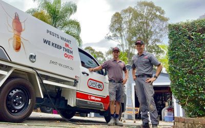 Pest Control Noosa | Pest Ex