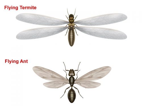 Termites with Wings - Are They Ants or Termites?