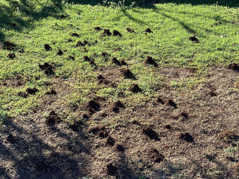 How to Get Rid of Funnel Ants In Lawn | Pest Ex