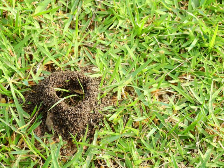 How To Get Rid Of Funnel Ants In Lawn Pest Ex   How Get Rid Funnel Ants 768x576 