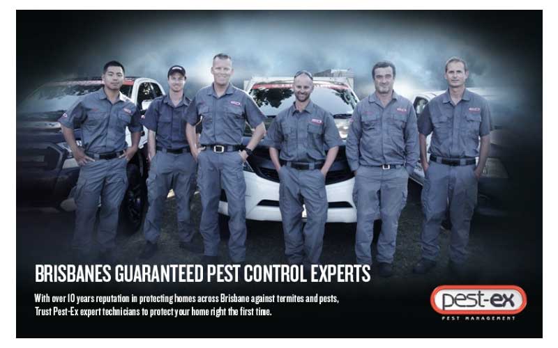 Pest Control in Brisbane