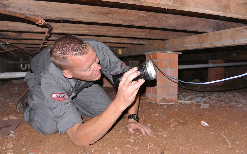 termite inspection brisbane image